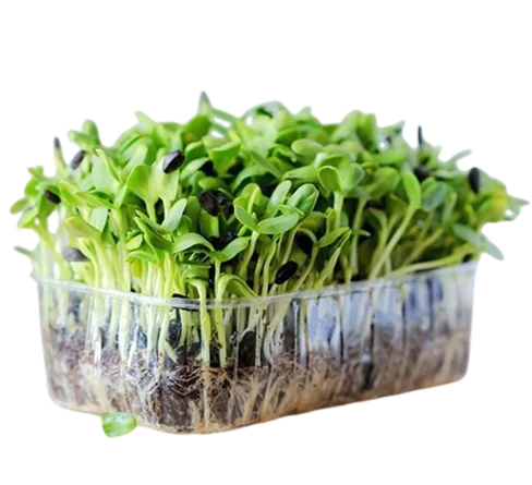 Starter Green Kit
