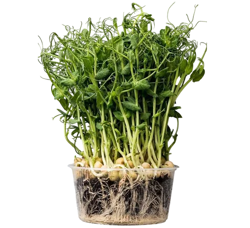 Sunshine Sprouts Kit