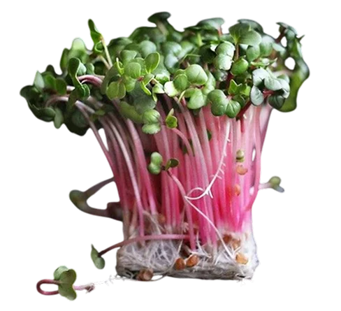 Kitchen Garden Deluxe